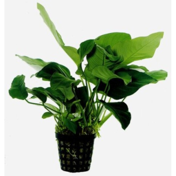 Anubias Barteri var. Nana, potte