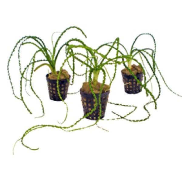 Crinum Calamistratum, potte