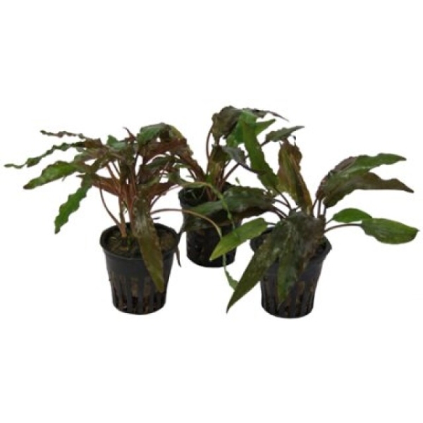 Cryptocoryne Amicorum, potte