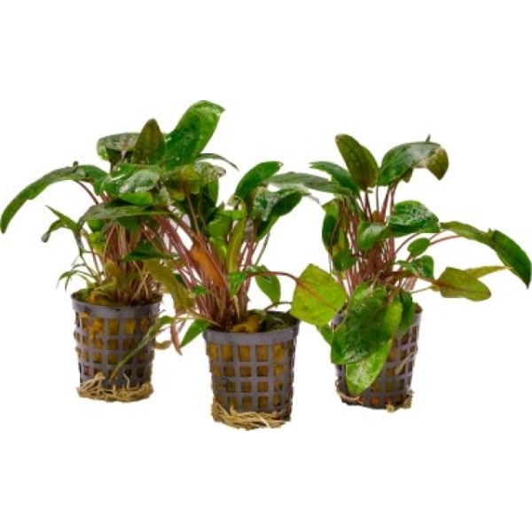 Cryptocoryne Bullosa, potte
