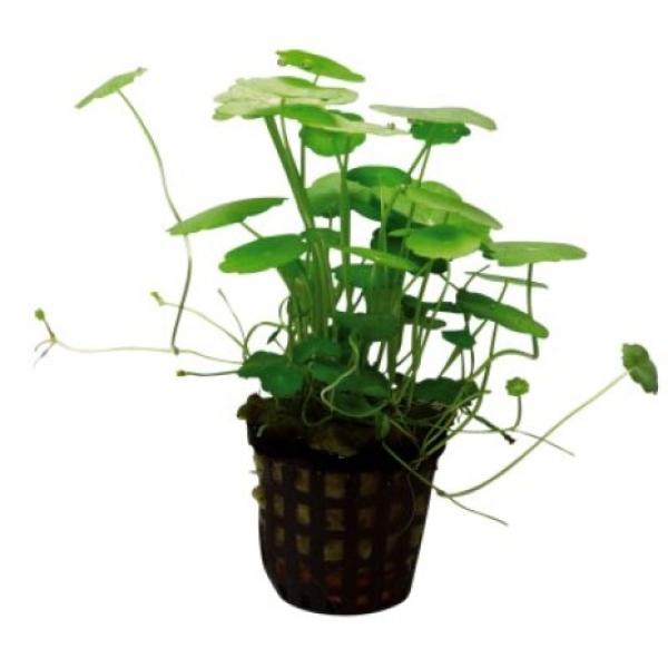 Hydrocotyle Verticillata, potte