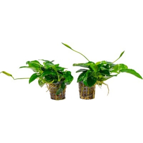 Anubias Nana, potte