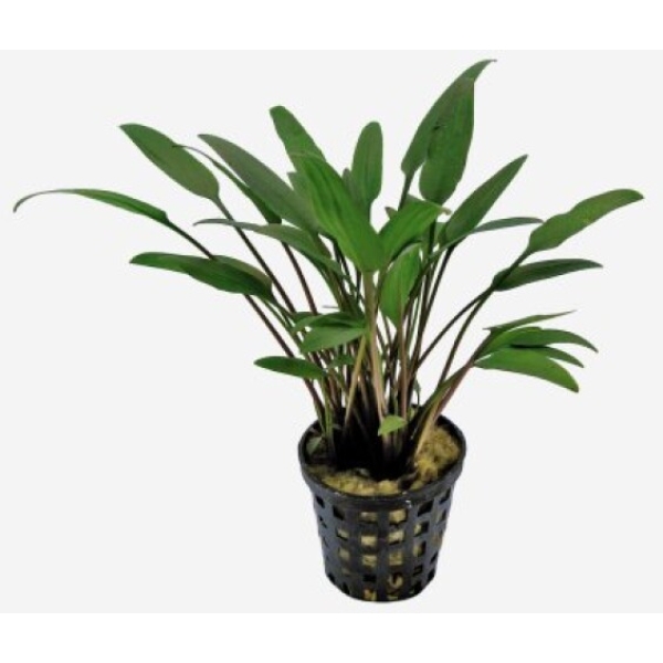 Cryptocoryne Nevelli, potte