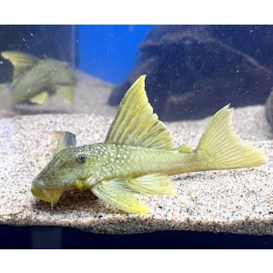 Baryancistrus Demantoides L-200 High-fin 13-16cm