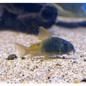 Corydoras sp. CW217