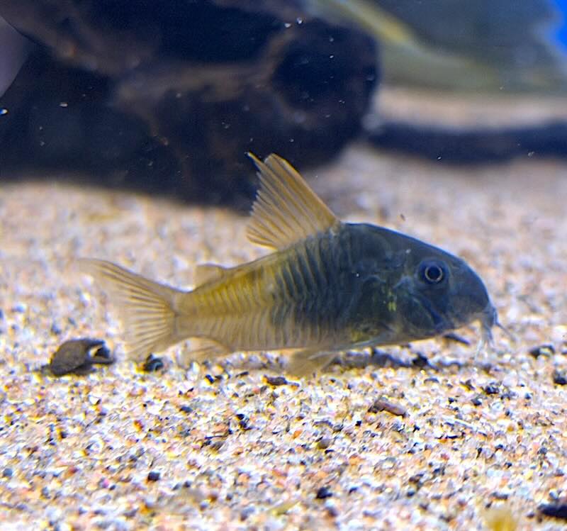 Corydoras sp. CW217