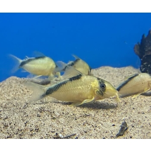 Corydoras sp. CW219