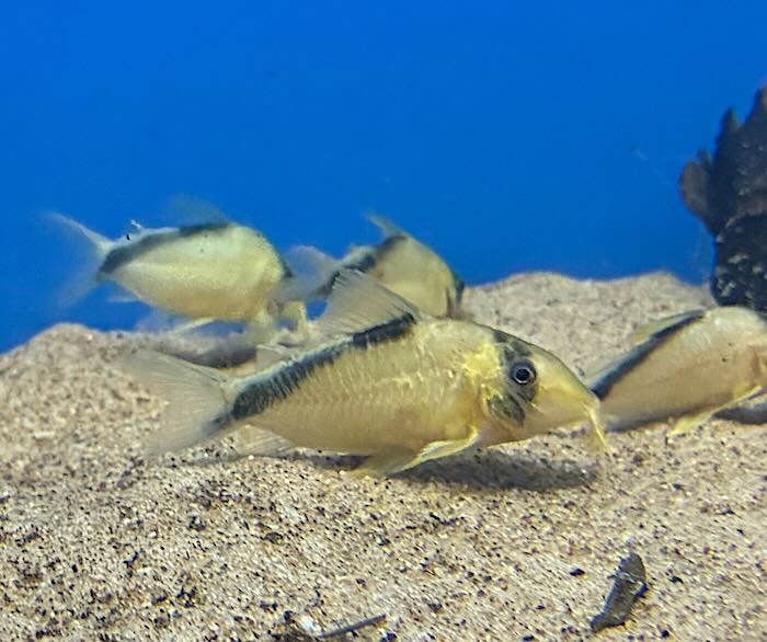 Corydoras sp. CW219