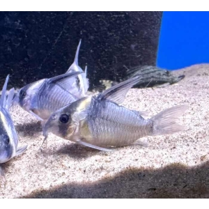 Hoplisoma Colossus CW45