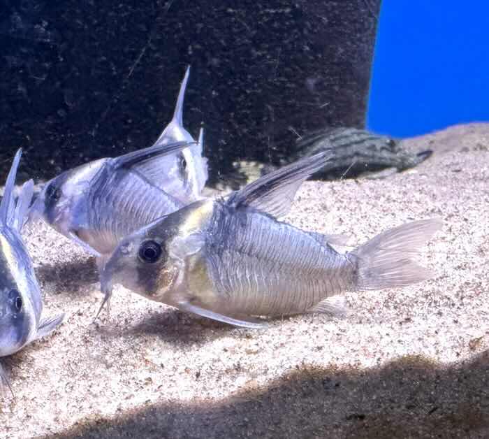 Hoplisoma Colossus CW45