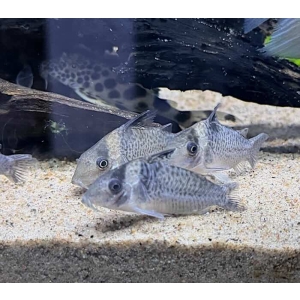 Corydoras Melanistius