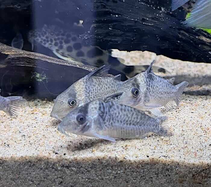 Corydoras Melanistius
