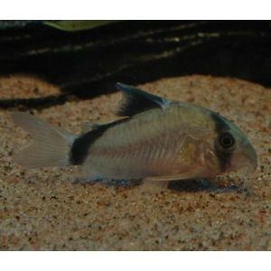 Corydoras Metae
