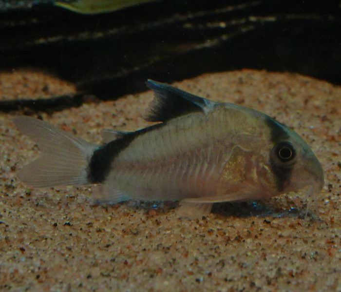 Corydoras Metae