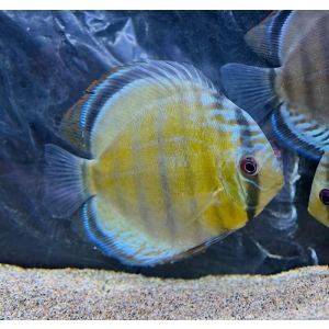 Symphysodon Aequifasciatus - Grønn
