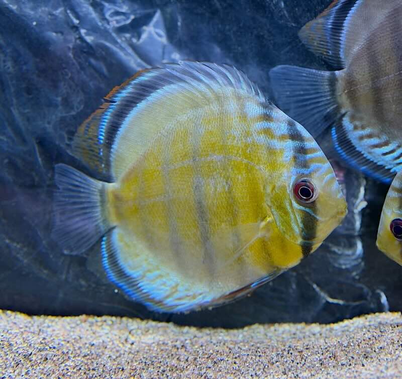 Symphysodon Aequifasciatus - Grønn