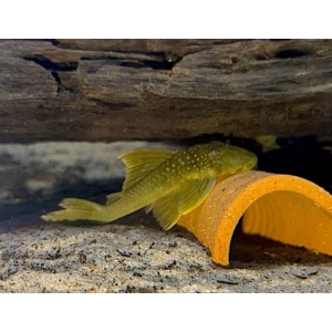 Hemiancistrus Subviridis L-200