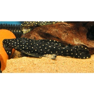 Leporacanthicus cf. Galaxias L-240