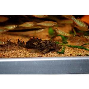 Leporacanthicus Triactis L-91
