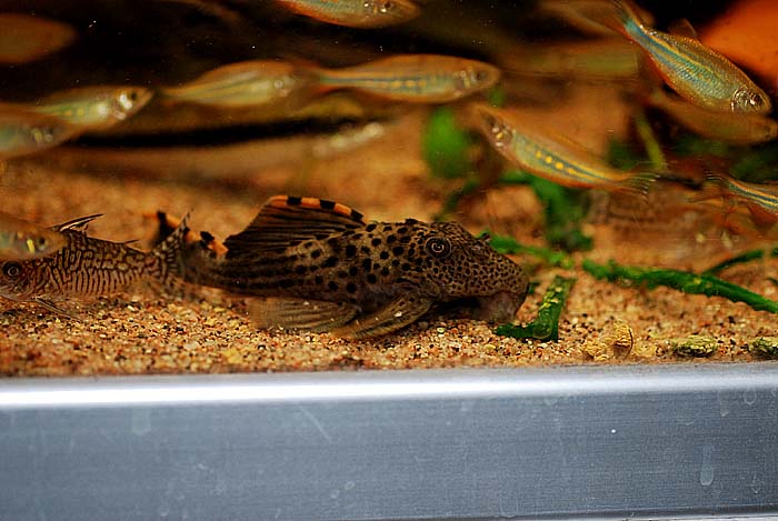 Leporacanthicus Triactis L-91