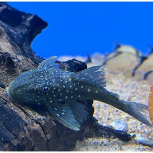 Hemiancistrus sp. L-128
