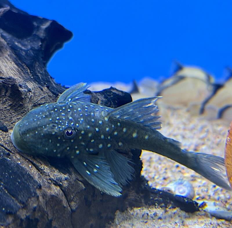 Hemiancistrus sp. L-128