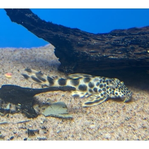 Peckoltia Sabaji L-75