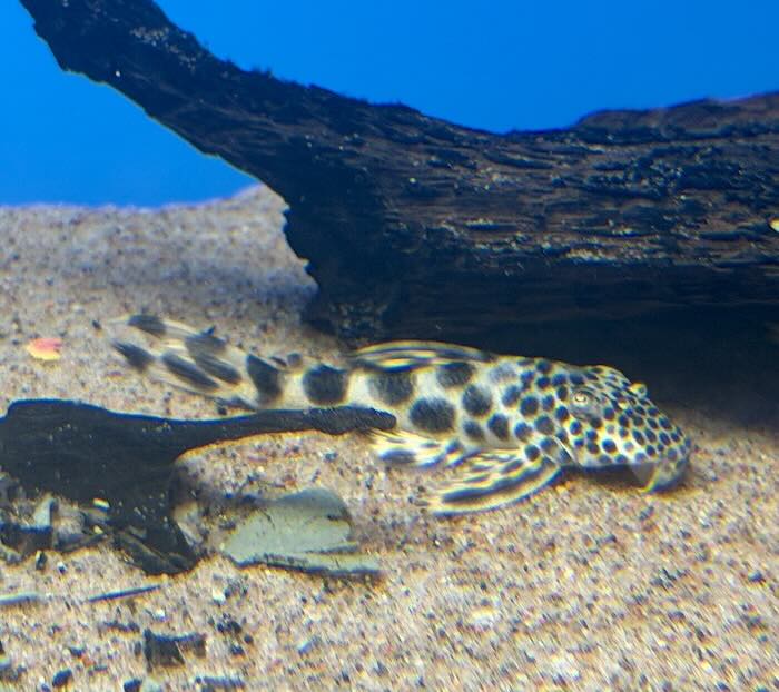 Peckoltia Sabaji L-75